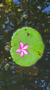 Photo of the Day: Beauty Beneath